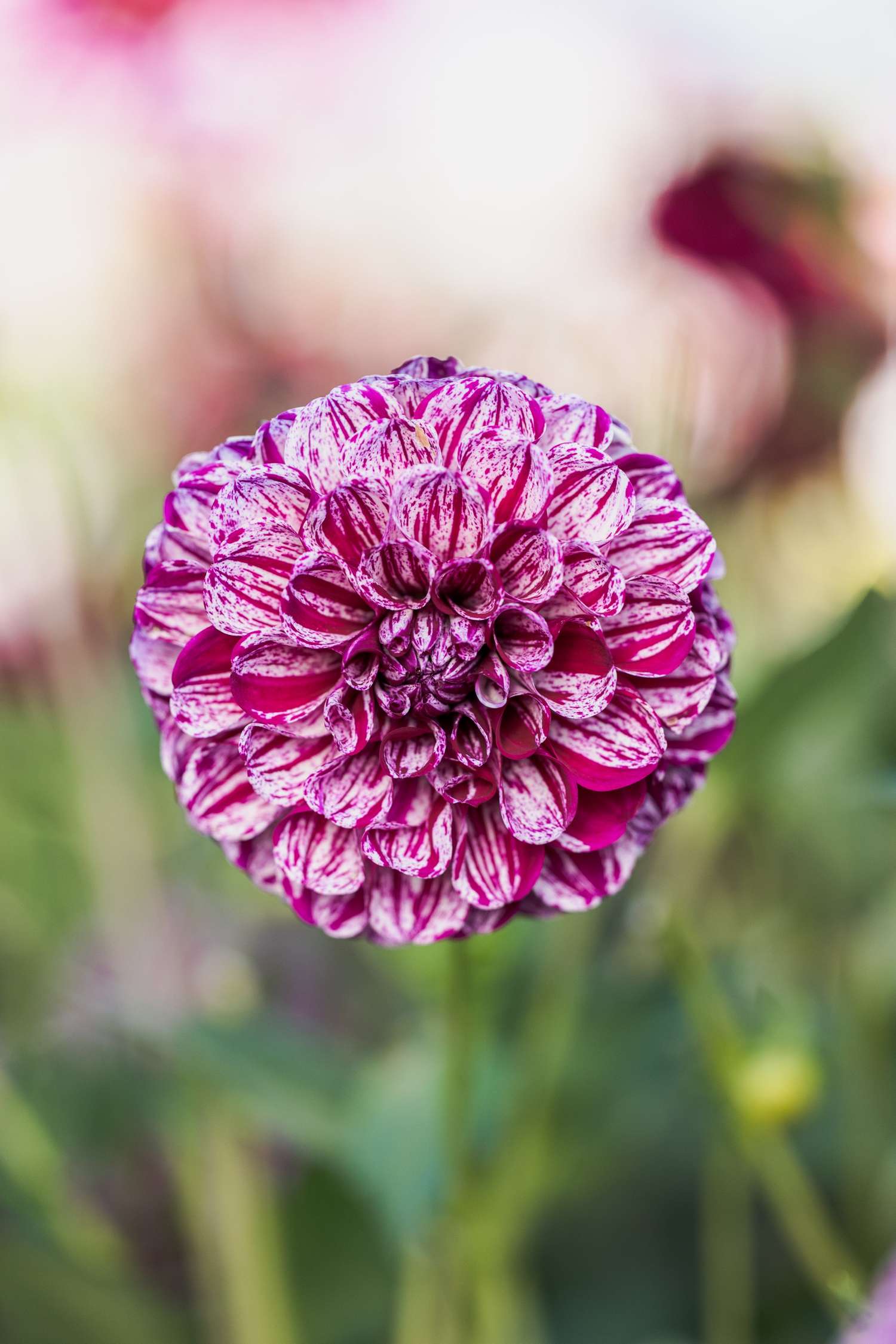 Daalia 'Marble Ball'